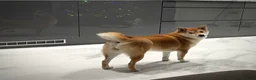 Japanese Shiba Inu dogs for sale: KC registered Japanese Shiba Inu puppies - Advert 15