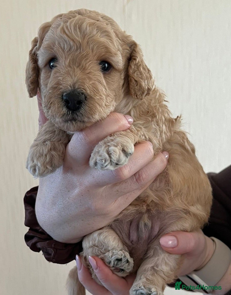 Poochon dogs Beautiful Poochon Puppies ONLY BOYS LEFT - Advert 9