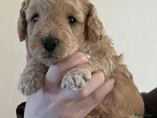 Poochon dogs Beautiful Poochon Puppies ONLY BOYS LEFT - Advert 9