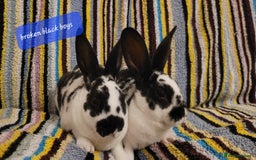 Rex rabbits for sale: Mini Rex babies ready now - Image 3