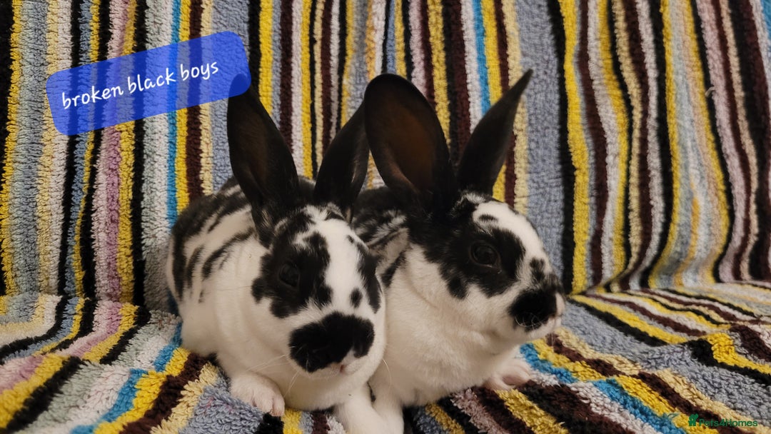 Rex rabbits for sale: Mini Rex babies ready now - Image 3