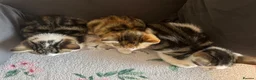 Mixed Breed cats for sale: 3 Kittens Looking for Loving Homes in Barking - Advert 2