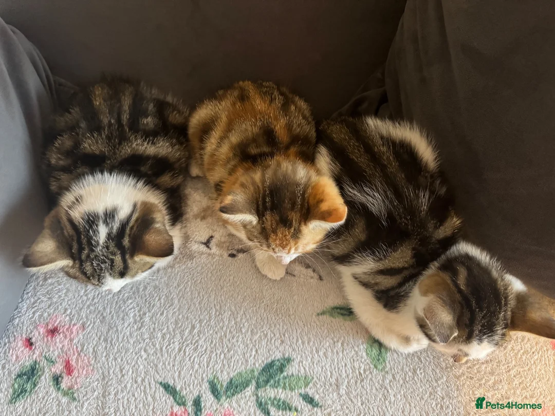 Mixed Breed cats for sale: 3 Kittens Looking for Loving Homes in Barking - Advert 2