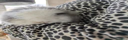 Lionhead rabbits for sale: Double main lionhead baby rabbits  in Cannock - Advert 6