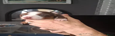 Dachshund 2