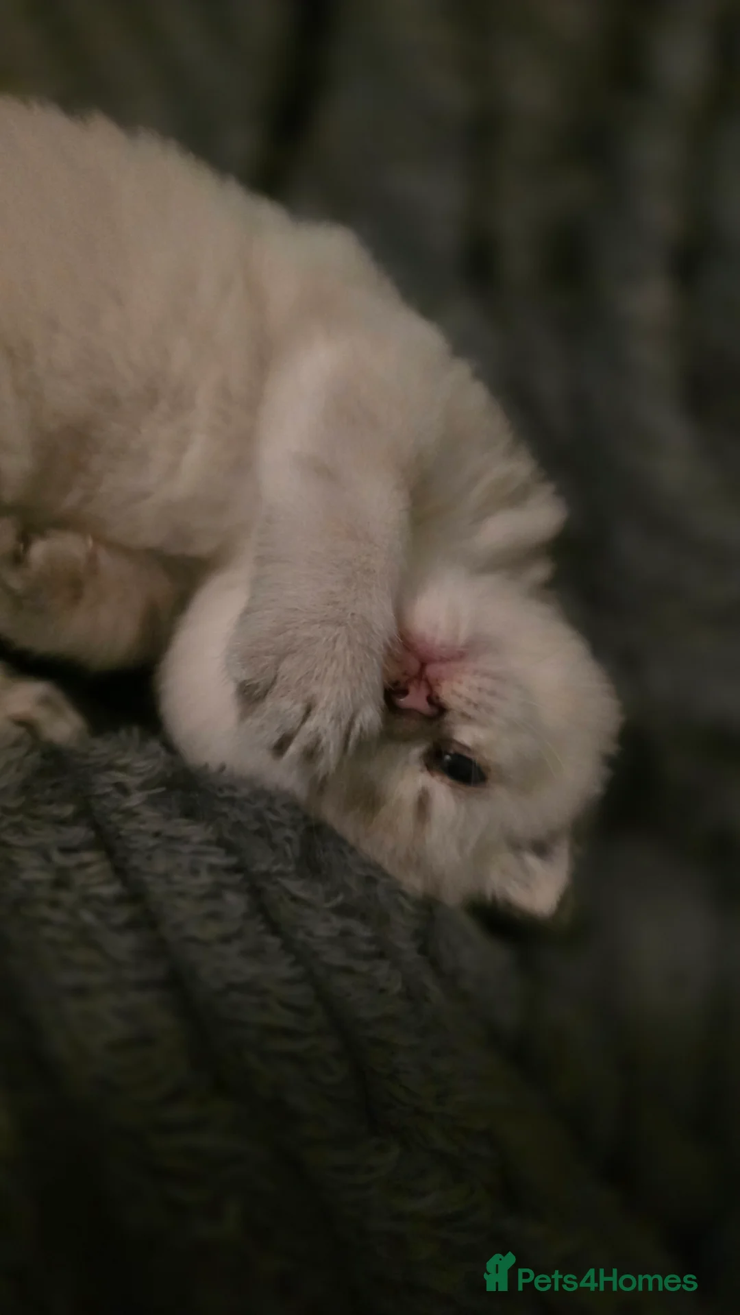 British Shorthair cats for sale: B.Shorthair Kittens Raised in a Loving Family Home - Advert 2