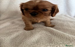 Cavalier King Charles Spaniel dogs for sale: KC Cavalier King Charles spaniel  - Image 2