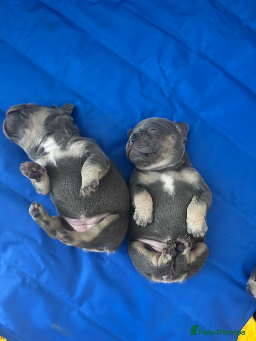 French Bulldog dogs for sale: 3 Female French bulldog puppies  - Image 12