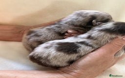 Pomeranian dogs for sale: BEAUTIFUL POMERANIAN PUPPIES  - Image 6