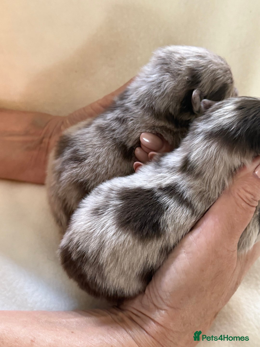 Pomeranian dogs for sale: BEAUTIFUL POMERANIAN PUPPIES  - Image 6