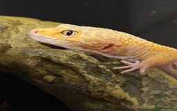 Leopard Gecko reptiles for sale: Leopard gecko - Image 4