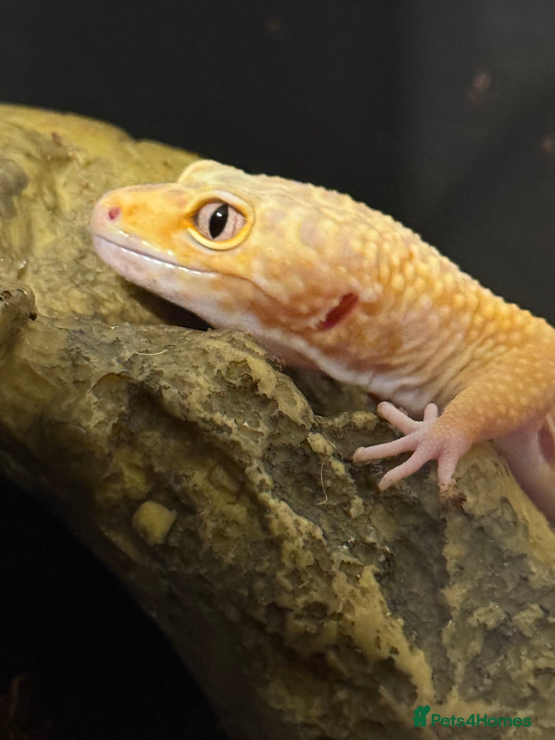 Leopard Gecko reptiles for sale: Leopard gecko - Image 4