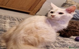 Maine Coon cats for sale: TICA REGISTERED Maine Coon Kittens - Image 5