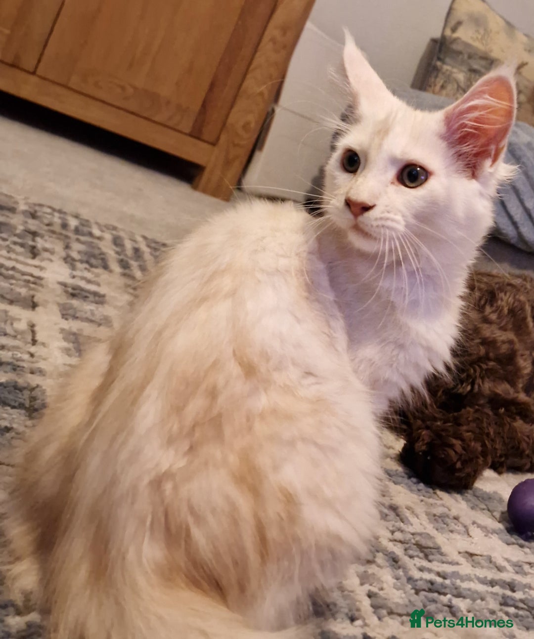 Maine Coon cats for sale: TICA REGISTERED Maine Coon Kittens - Image 5