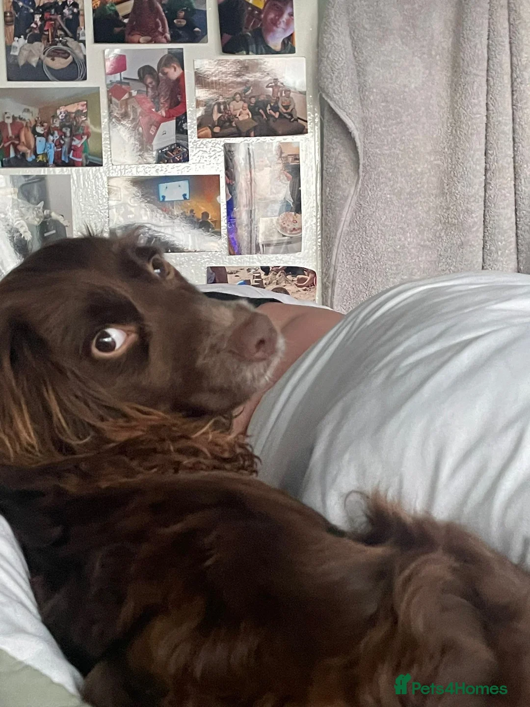 Cocker Spaniel dogs for sale: Cocker spaniel  in Barnoldswick - Advert 2