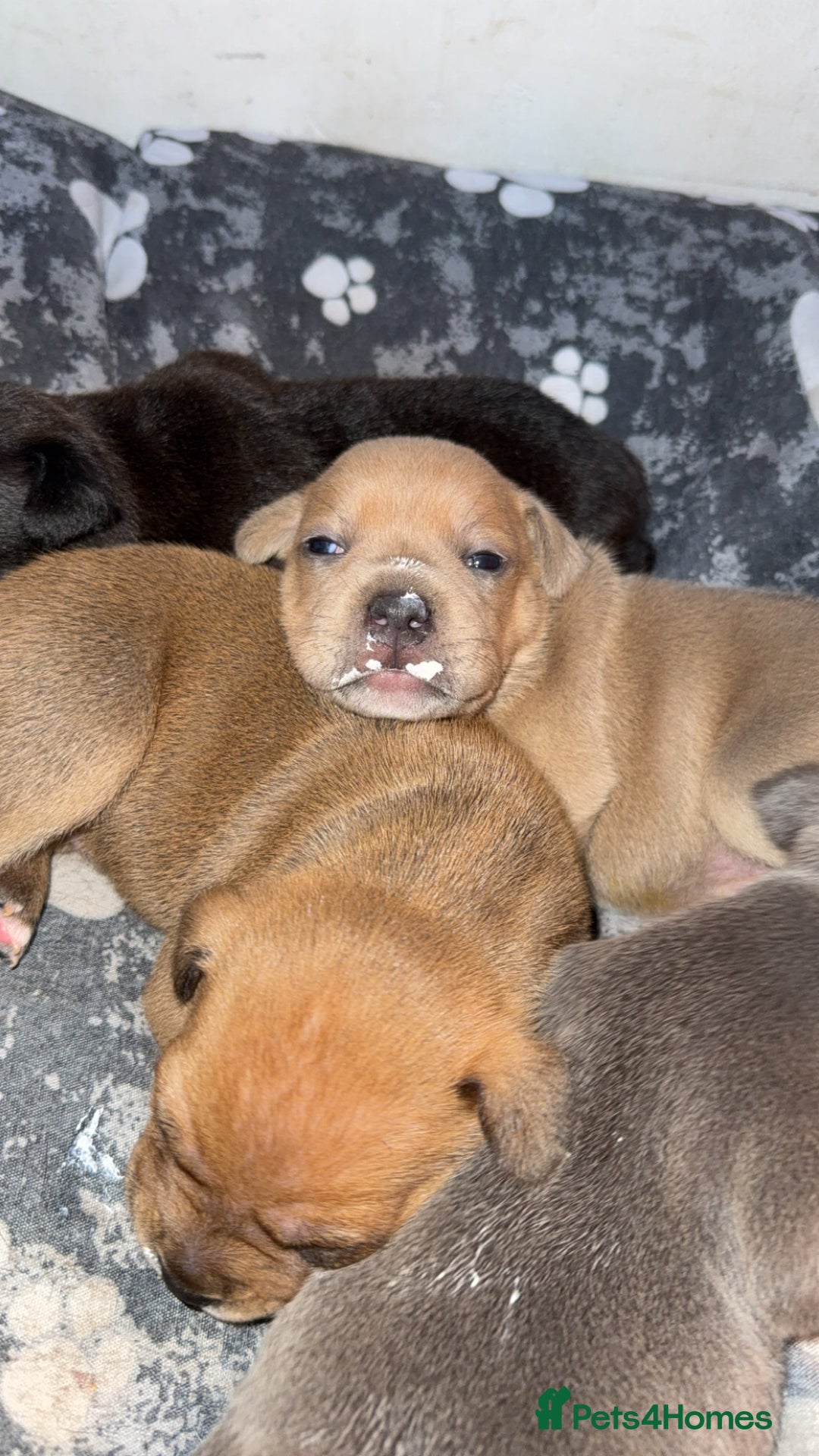 Staffordshire Bull Terrier dogs for sale: Staffordshire Bull Terrier Puppies – Rare colours - Image 10