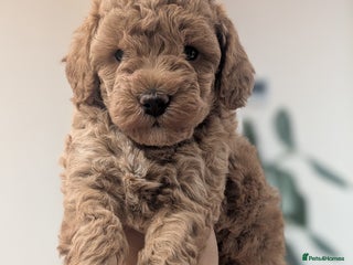 Cockapoo dogs Miniature Cockapoo Puppies - 1 Boy Left! - Advert 18