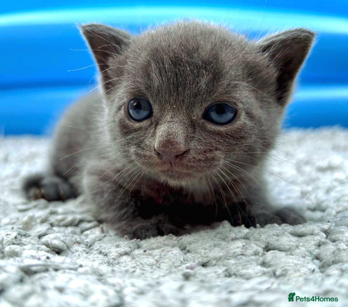 Mixed Breed cats ❤ Beautiful Kittens ❤ – Ready for Loving Homes ❤ - Advert 16