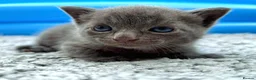 British Shorthair cats for sale: ❤ Beautiful Kittens ❤ – Ready for Loving Homes ❤ in Hull - Advert 13