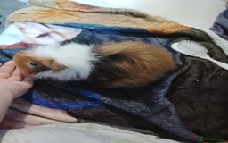 Guinea Pig rodents for sale: Guinea pigs - Image 3