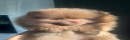 Pomeranian dogs for sale: Pomeranian babies for sale!!! - Advert 1
