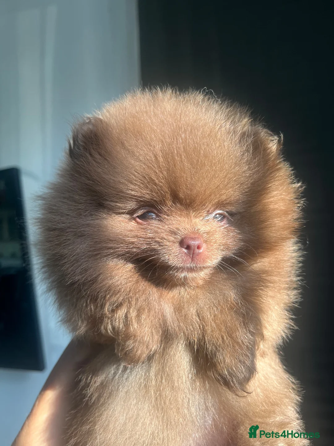 Pomeranian dogs for sale: Pomeranian babies for sale!!! - Advert 1