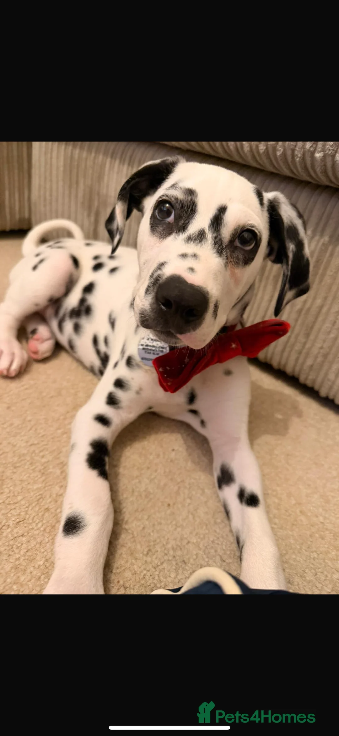 Dalmatian dogs for sale: Dalmatians BOY Left  - Advert 2