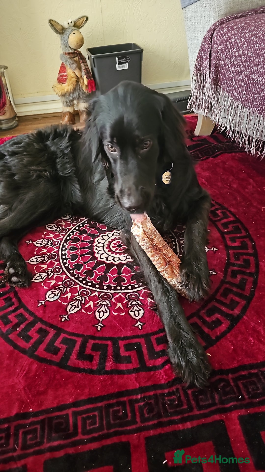 Mixed Breed dogs for sale: Newshep setter - Advert 2