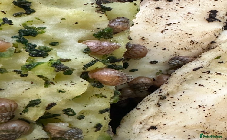 Snails invertebrates Baby Giant African Land Snails - Advert 9