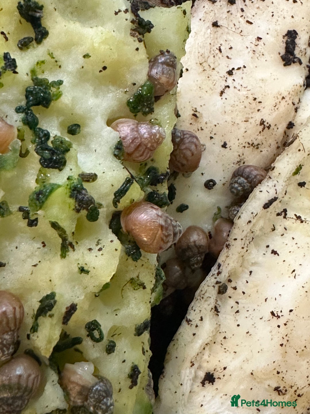 Snails invertebrates for sale: Baby Giant African Land Snails - Advert 1