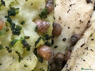 Snails invertebrates Baby Giant African Land Snails - Advert 1