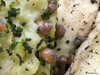 Snails invertebrates Baby Giant African Land Snails - Advert 24