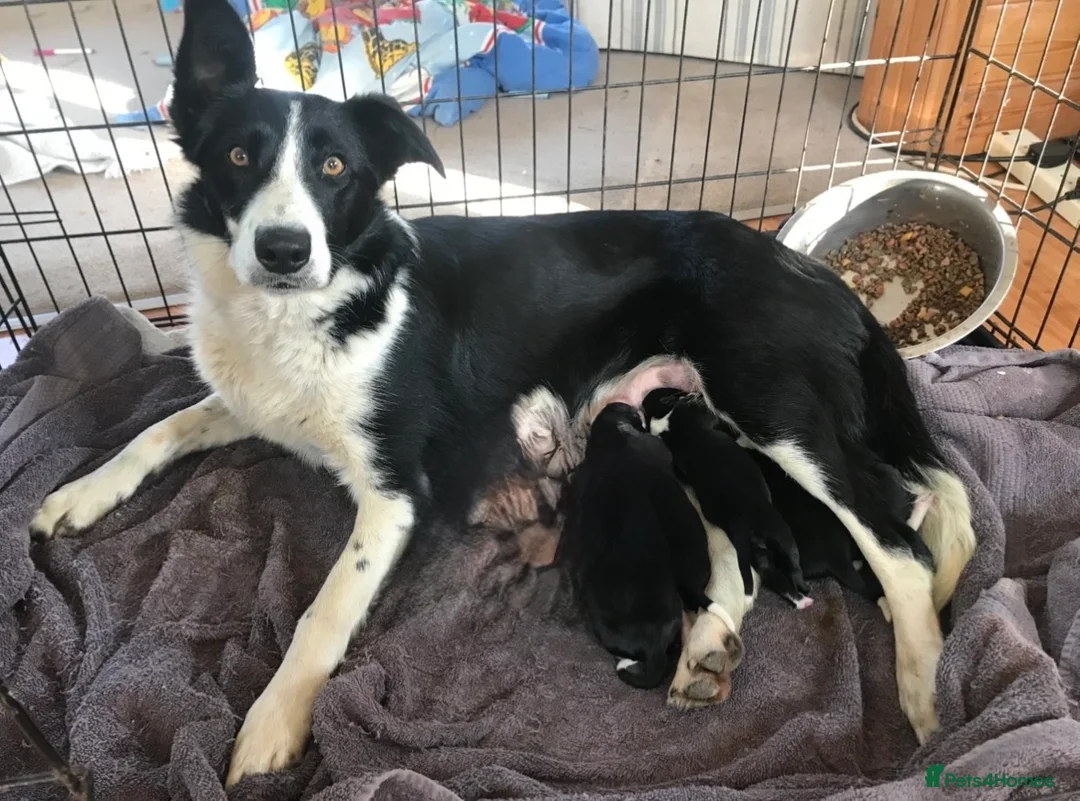 Borador dogs for sale: Beautiful Collie x Labrador puppies  - Advert 2