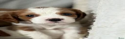 Cavalier King Charles Spaniel dogs for stud: Cavalier King Charles Spaniel for stud  - Advert 4