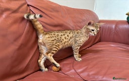 Savannah cats for sale: Cinnamon F4  savannah female & male kittens, TICA  in Spalding - Image 4