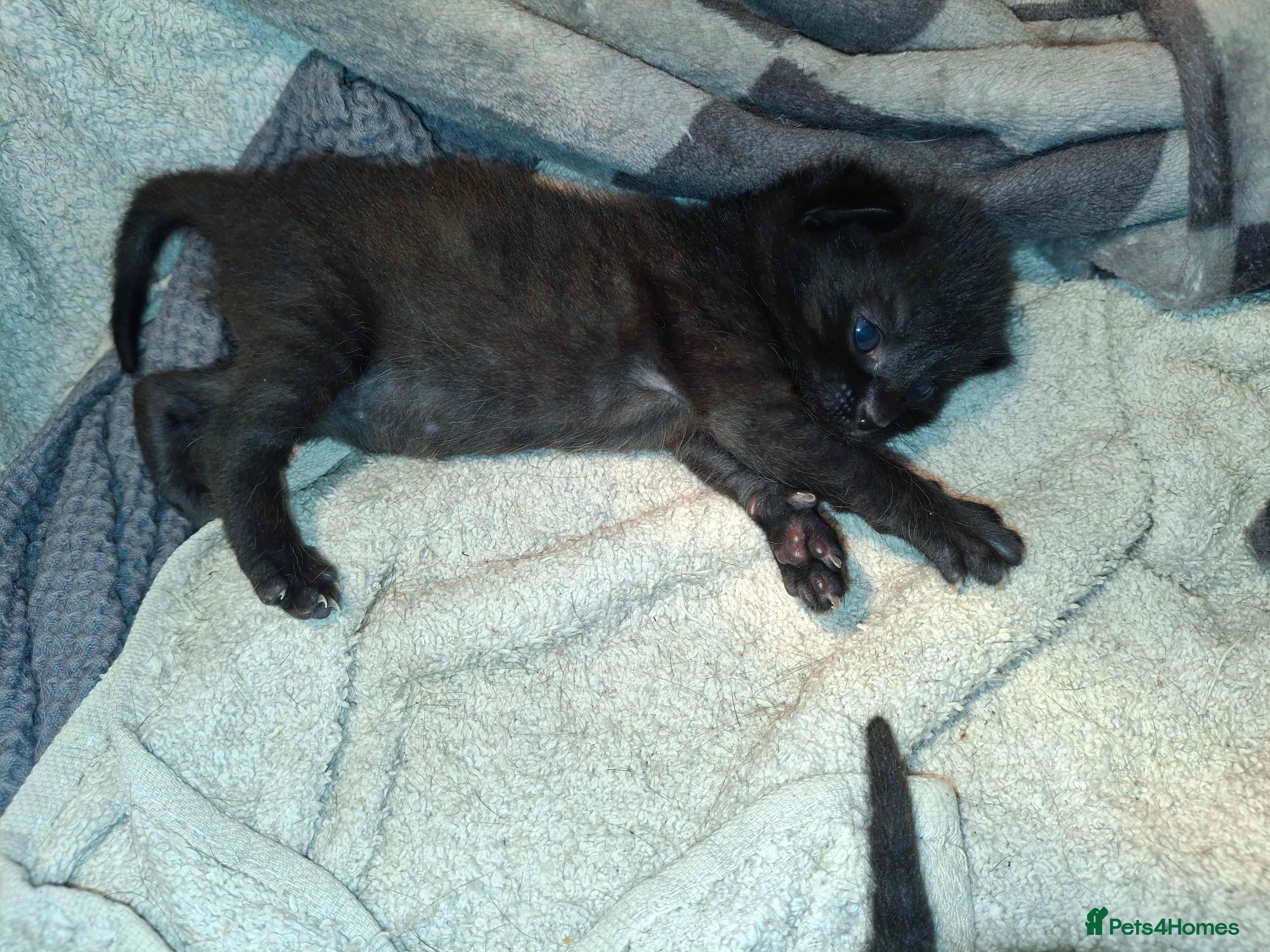 Mixed Breed cats Tabby kittens - Advert 4