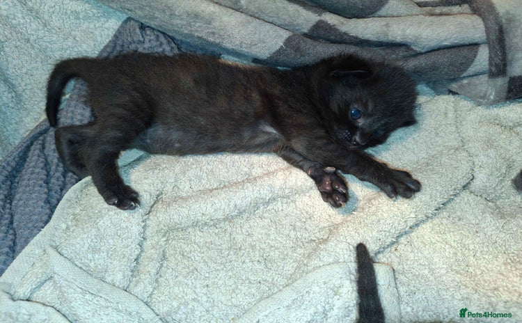 Mixed Breed cats Tabby kittens - Advert 8