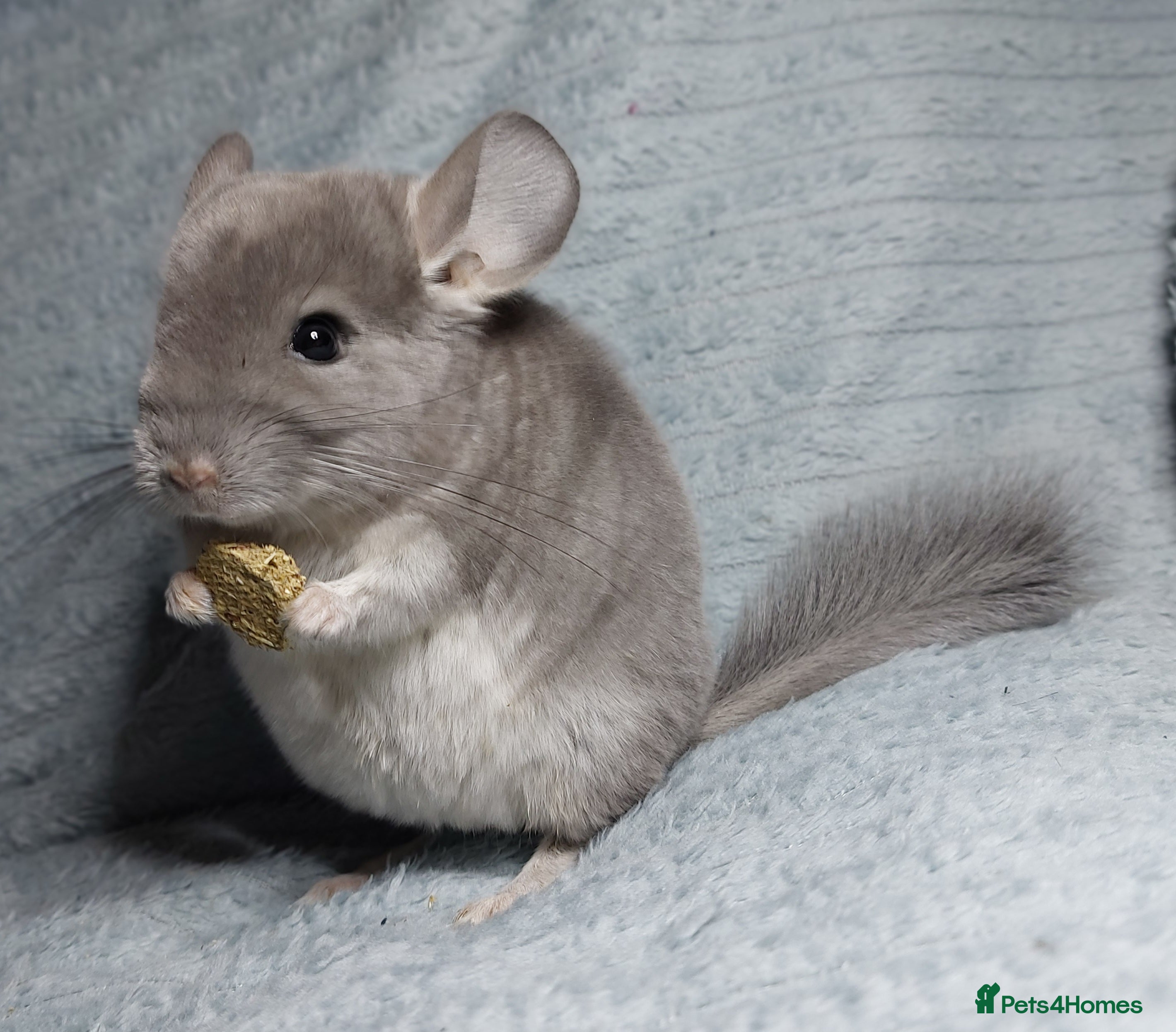 Chinchilla rodents Violet Chinchilla baby. AFTER NEW YEAR ONLY. - Advert 4