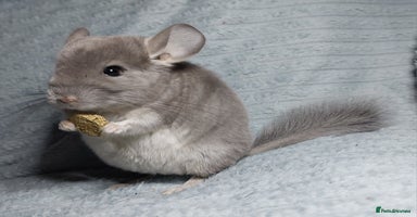 Chinchilla rodents Chinchilla babies. Ready to go in 2 weeks. - Advert 5