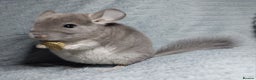 Chinchilla rodents for sale: Violet Chinchilla baby. AFTER NEW YEAR ONLY. - Advert 1