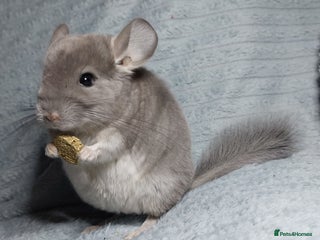 Chinchilla rodents Violet Chinchilla baby. AFTER NEW YEAR ONLY. - Advert 4