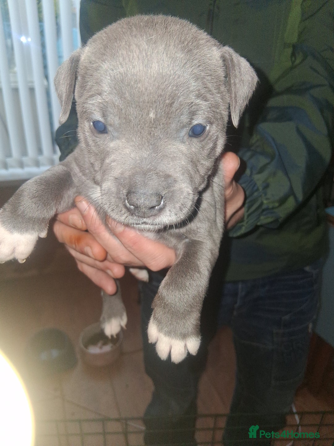 Staffordshire Bull Terrier dogs for sale: Adorable staffy puppies  - Advert 3