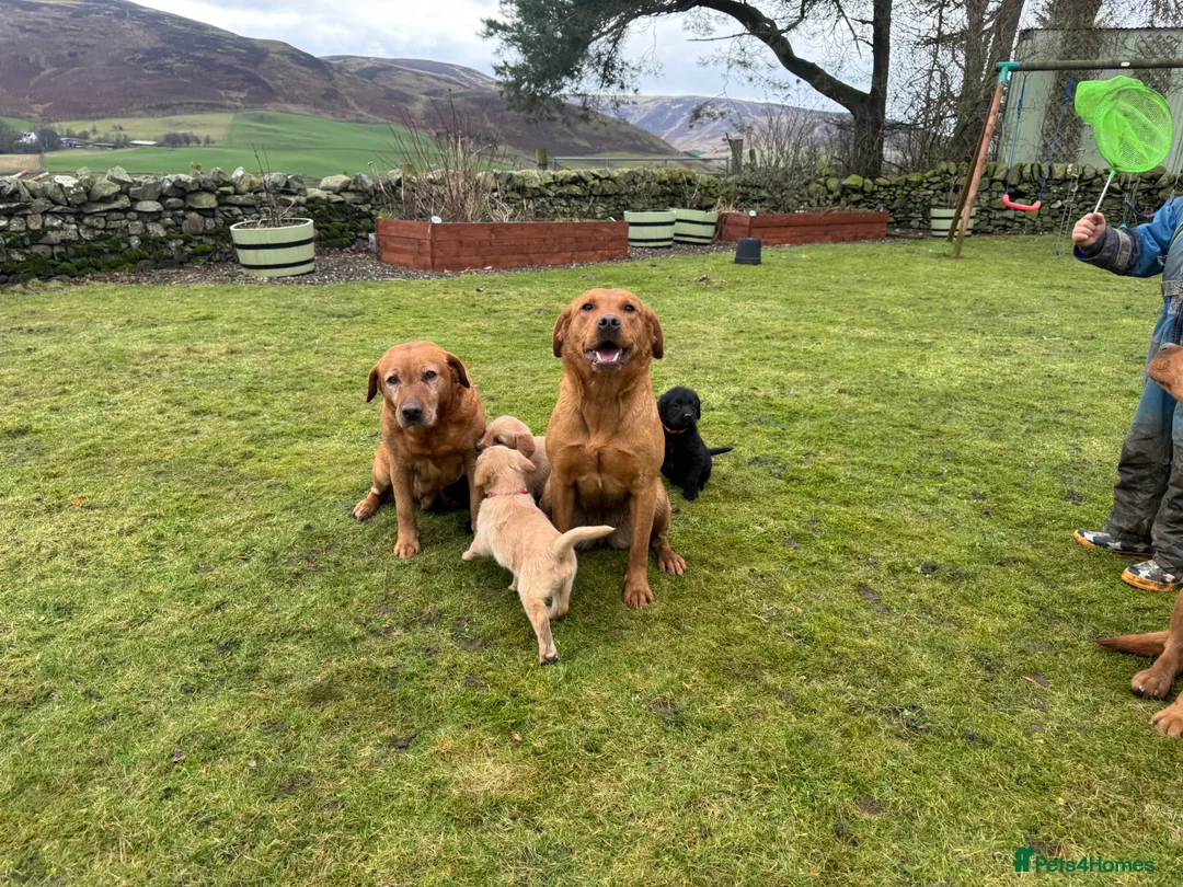 Labradoodle dogs for sale: Labradoodle F1 Puppies Health Tested Parents   - Advert 15