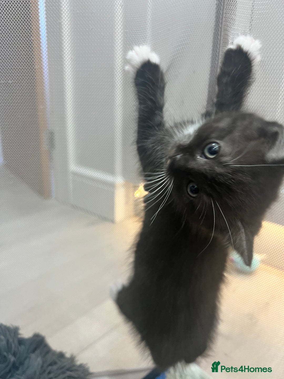 Persian cats for sale: 🌟 2 Chinchilla Persian Boy Kittens 🌟 - Image 6
