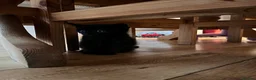 Mixed Breed cats for sale: 4 lovely kittens  - Advert 5