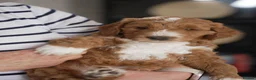 Australian Labradoodle dogs for stud: Tuxedo Max Available for Stud - Advert 19