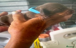 Dachshund dogs for sale: Mini Dachshunds 2 weeks old - Image 9