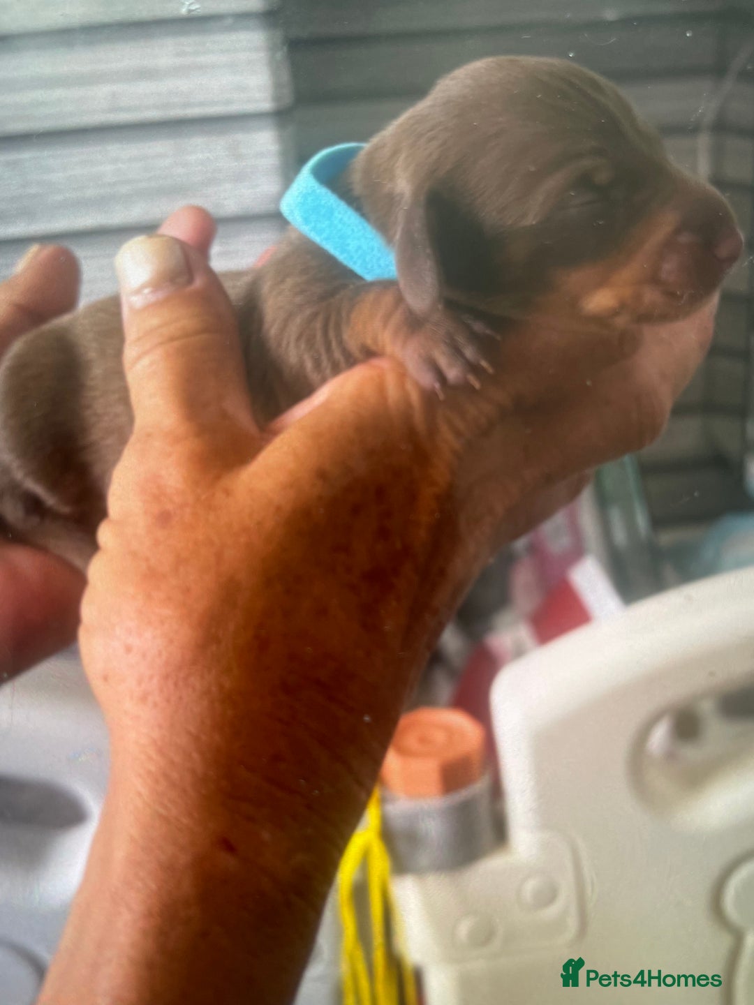 Dachshund dogs for sale: Mini Dachshunds 2 weeks old - Image 9