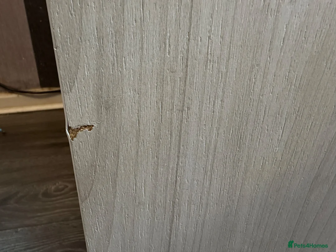 Leopard Gecko reptiles for sale: Community of leopard geckos  - Advert 19