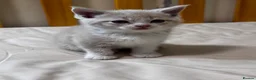 Scottish Fold cats for sale: Scottish Straights & Folds  - Advert 14
